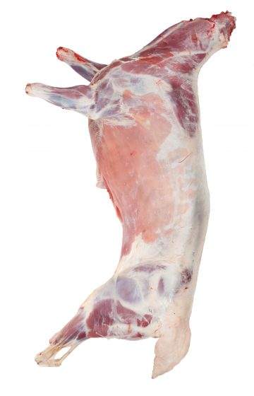 Halal Lamb Carcass on white background