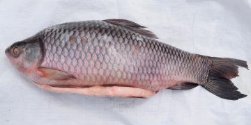 Rohu Frozen 2 kg plus available in asba meats. Asba is the largest supplier of Bangladesh, Indian Fish items in Europe